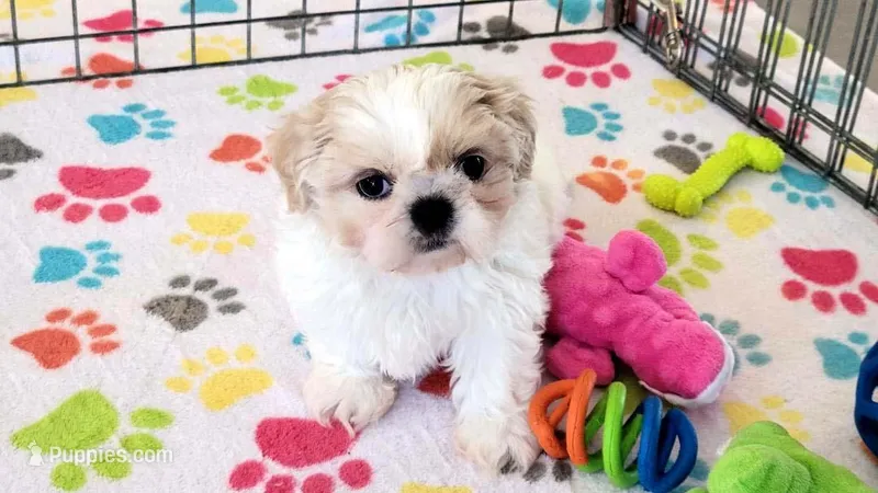 Pepper, a female Shih Tzu for sale in Tucson, AZ – Photo 1 of 9