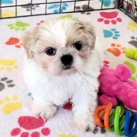 Pepper, a female Shih Tzu for sale in Tucson, AZ – Photo 1 of 9