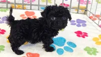 Cooper, a male Cavapoo and Poodle - Toy  for sale in Tucson, AZ – 2 of 10