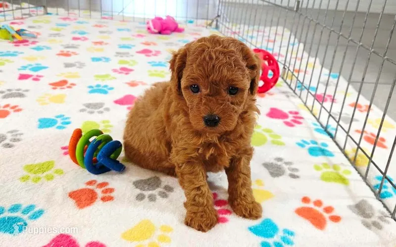 Amber – Cavapoo, Poodle - Miniature  puppy for sale in Tucson, AZ