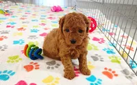 Amber, a female Cavapoo and Poodle - Miniature  for sale in Tucson, AZ – 1 of 10