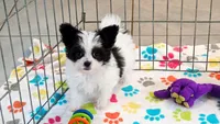 Baxter, a male Maltese and Papillon for sale in Tucson, AZ – 2 of 8