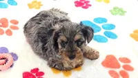 Rocky, a male Yorkshire Terrier and Poodle - Toy  for sale in Tucson, AZ – 6 of 10