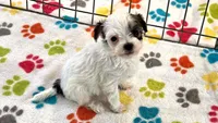 Penny, a female Havapoo for sale in Tucson, AZ – 5 of 10