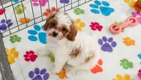 Violet, a female Cavapoo and Poodle - Toy  for sale in Tucson, AZ – 9 of 10