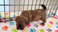 Charlie, a male Shih Tzu and Poodle - Toy  for sale in Tucson, AZ – 8 of 9