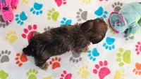 Rex, a male Havapoo for sale in Tucson, AZ – 8 of 10