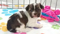 Tucker, a male Havashire for sale in Tucson, AZ – 8 of 10