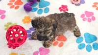 Jasmine, a female Yorkshire Terrier and Poodle - Toy  for sale in Tucson, AZ – 2 of 10