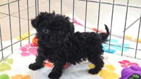 Cooper, a male Cavapoo and Poodle - Toy  for sale in Tucson, AZ – 4 of 10