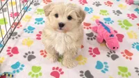 Albert, a male Havanese for sale in Tucson, AZ – 5 of 10