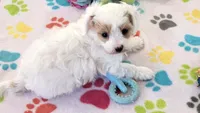Annie, a female Cavapoo and Poodle - Toy  for sale in Tucson, AZ – 2 of 10
