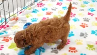 Amber, a female Cavapoo and Poodle - Miniature  for sale in Tucson, AZ – 4 of 10