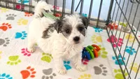 Maya, a female Havapoo for sale in Tucson, AZ – 4 of 10