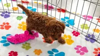 Chase, a male Cavapoo and Poodle - Toy  for sale in Tucson, AZ – 7 of 10