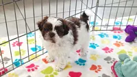 Ella, a female Shih Tzu and Poodle - Toy  for sale in Tucson, AZ – 2 of 10