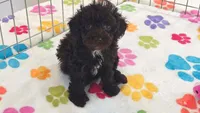 Dexter, a male Cockapoo and Poodle - Toy  for sale in Tucson, AZ – 1 of 9
