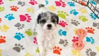 Sydney, a female Havapoo for sale in Tucson, AZ – 8 of 8