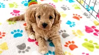 Harper, a female Cavapoo and Poodle - Miniature  for sale in Tucson, AZ – 2 of 10