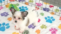 Dakota, a female Maltese and Papillon for sale in Tucson, AZ – 7 of 10