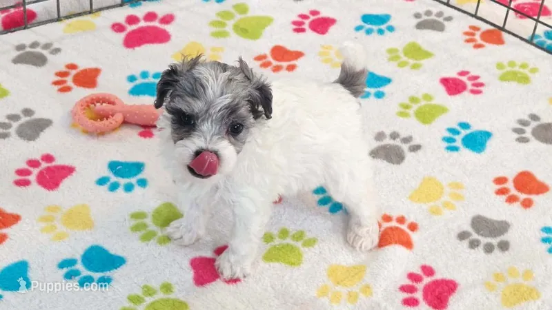 Sydney – Havapoo puppy for sale in Tucson, AZ