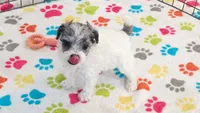 Sydney, a female Havapoo for sale in Tucson, AZ – 1 of 8