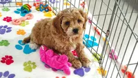 Dixie, a female Cavapoo and Poodle - Toy  for sale in Tucson, AZ – 5 of 9