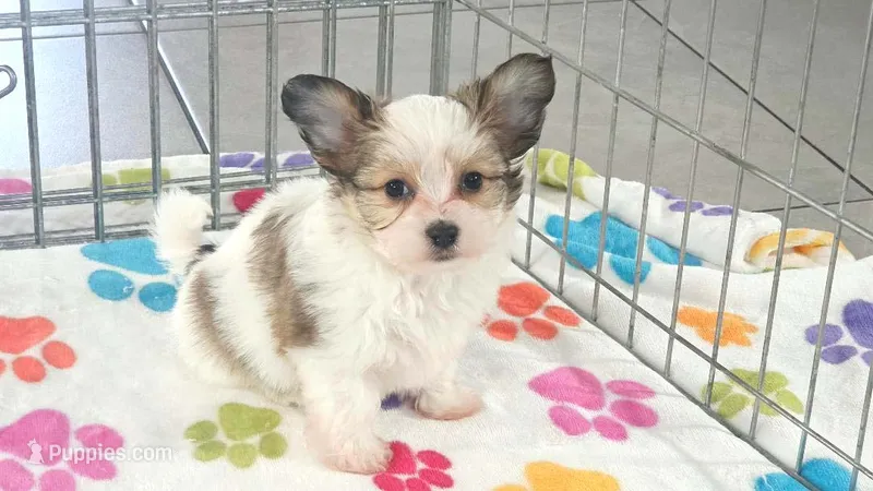 Dakota – Maltese, Papillon puppy for sale in Tucson, AZ