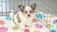 Dakota, a female Maltese and Papillon for sale in Tucson, AZ – 1 of 10