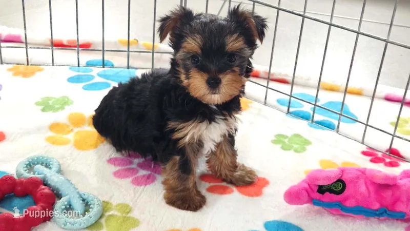 Luke – Yorkshire Terrier puppy for sale in Tucson, AZ