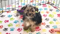 Billy, a male Morkie for sale in Tucson, AZ – Photo 6 of 7