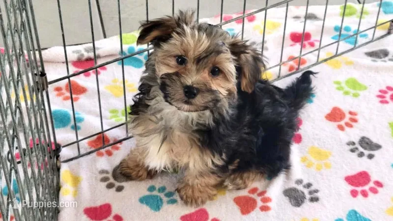 Billy – Morkie puppy for sale in Tucson, AZ