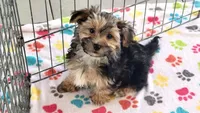 Billy, a male Morkie for sale in Tucson, AZ – Photo 1 of 7
