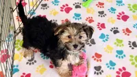 Billy, a male Morkie for sale in Tucson, AZ – Photo 4 of 7