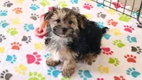 Billy, a male Morkie for sale in Tucson, AZ – Photo 2 of 7