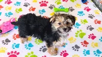 Billy, a male Morkie for sale in Tucson, AZ – Photo 3 of 7