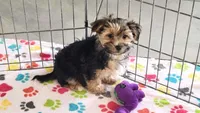 Billy, a male Morkie for sale in Tucson, AZ – Photo 7 of 7