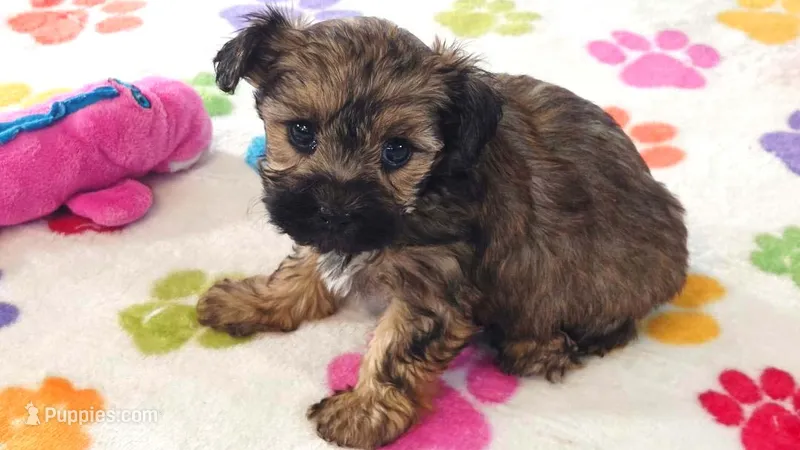 Jasmine – Yorkshire Terrier, Poodle - Toy  puppy for sale in Tucson, AZ