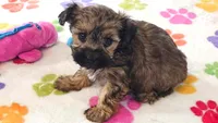 Jasmine, a female Yorkshire Terrier and Poodle - Toy  for sale in Tucson, AZ – 1 of 10