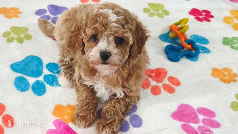 Lilly – Cavapoo, Poodle - Toy  puppy for sale in Tucson, AZ