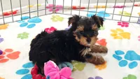 Luke, a male Yorkshire Terrier for sale in Tucson, AZ – 6 of 10