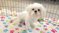 Jackson, a male Shih Tzu for sale in Tucson, AZ – 3 of 10