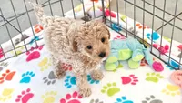 Maddie, a female Cavapoo and Poodle - Toy  for sale in Tucson, AZ – 6 of 10