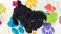 Cooper, a male Cavapoo and Poodle - Toy  for sale in Tucson, AZ – 7 of 10