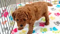 Amber, a female Cavapoo and Poodle - Miniature  for sale in Tucson, AZ – 8 of 10