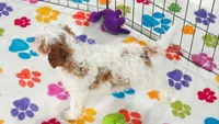 Jack, a male Cavapoo and Poodle - Toy  for sale in Tucson, AZ – 4 of 10
