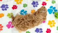 Dixie, a female Cavapoo and Poodle - Toy  for sale in Tucson, AZ – 8 of 9