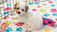 Gracie, a female Cavapoo and Poodle - Toy  for sale in Tucson, AZ – 5 of 10