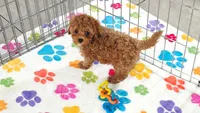 Chase, a male Cavapoo and Poodle - Toy  for sale in Tucson, AZ – 5 of 10