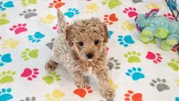 Maddie, a female Cavapoo and Poodle - Toy  for sale in Tucson, AZ – 7 of 10